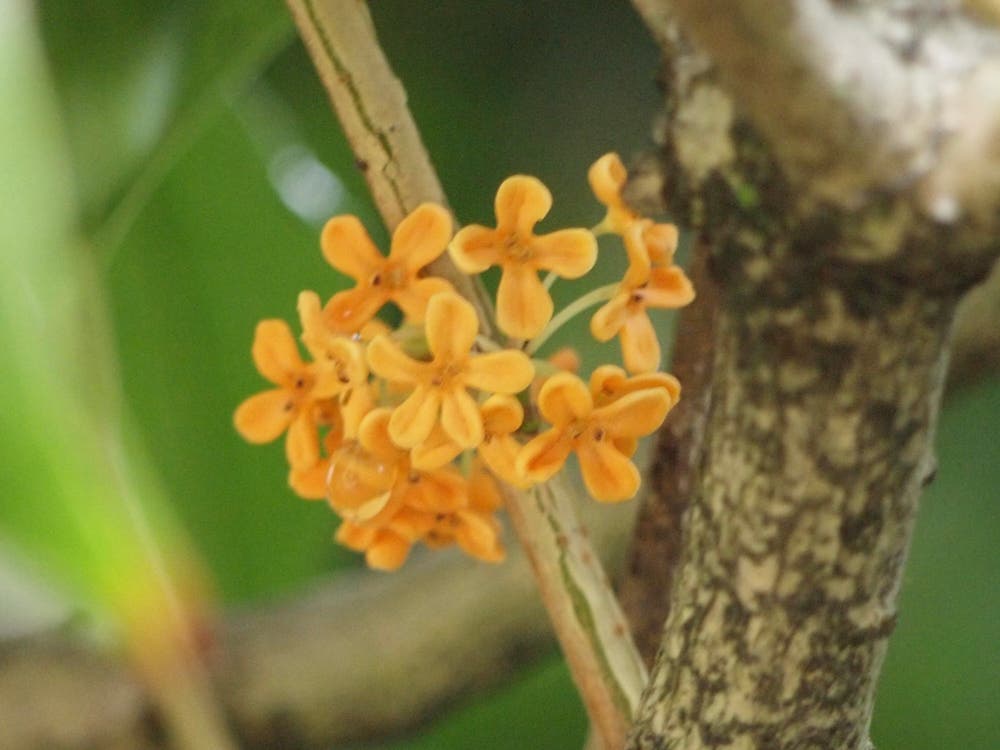 ラッキーキンモクセイ