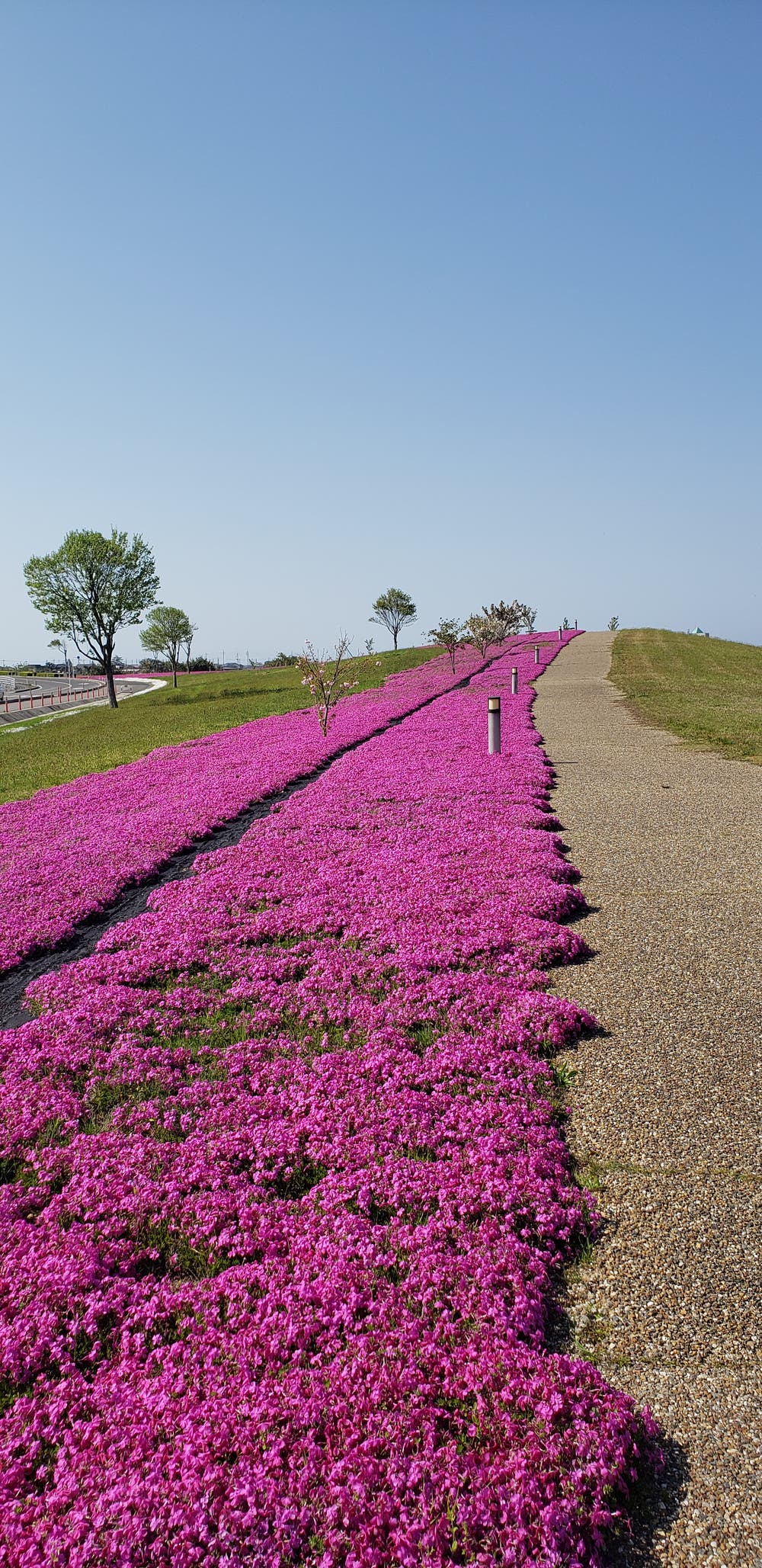 2021 4/28 🌸芝桜