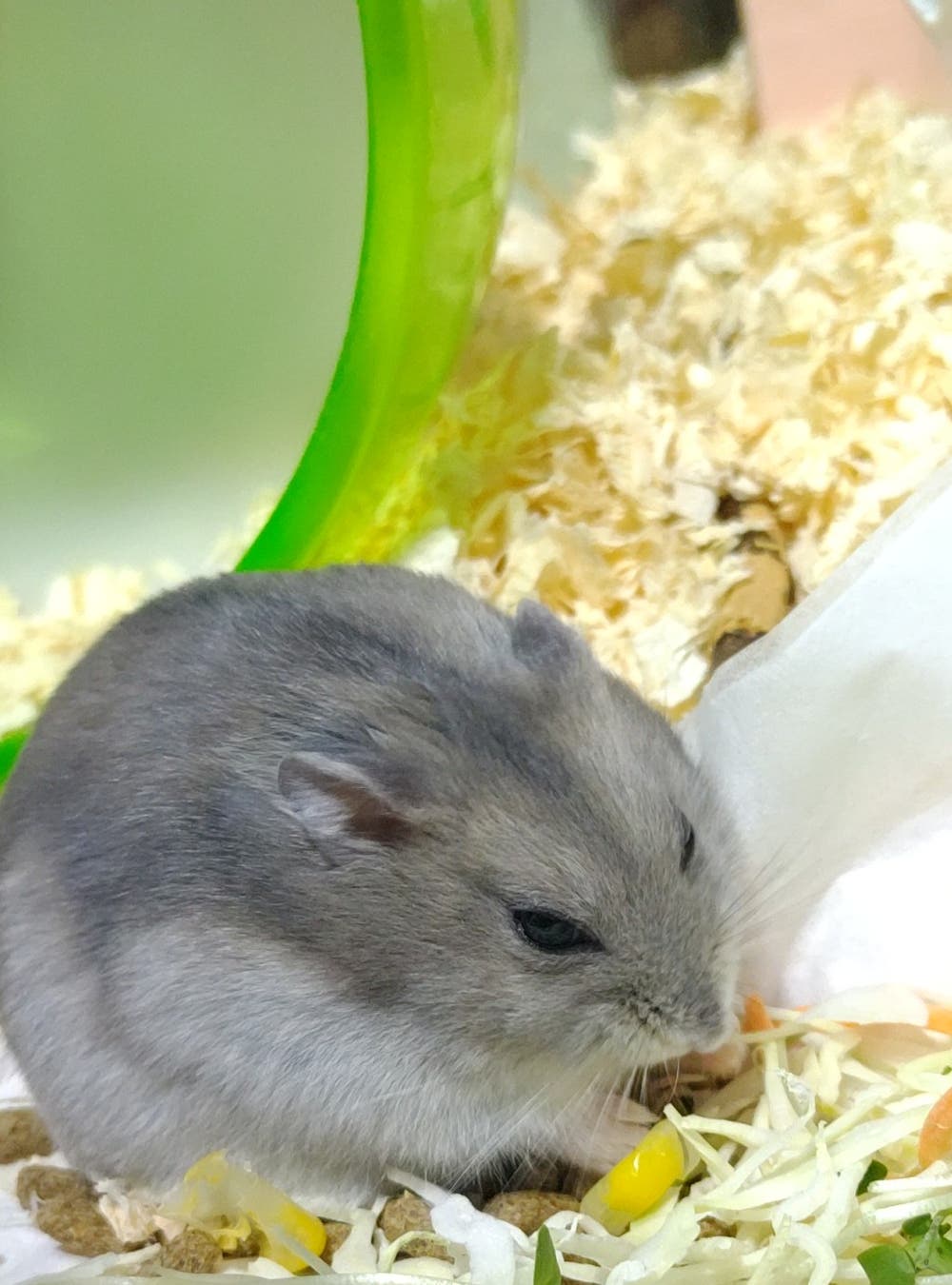 まんまる