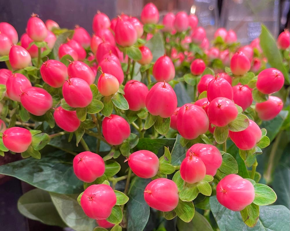 まっちゃんと歩けば VII …… 13086