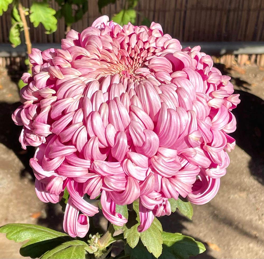 まっちゃんと歩けば VII …… 13001