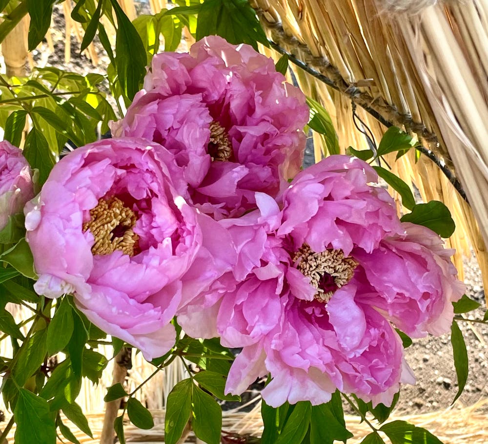 まっちゃんと歩けば VII …… 13138