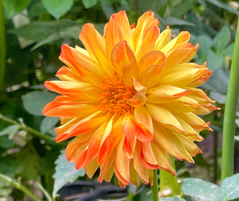 まっちゃんと歩けば VII …… 13002