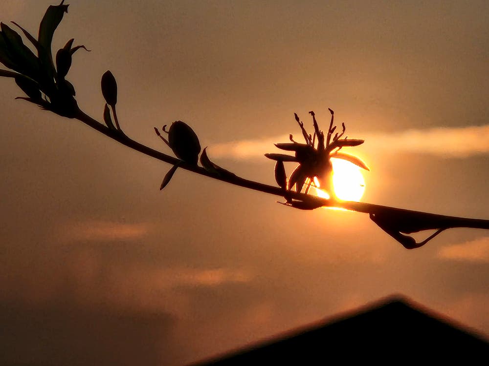 夕日