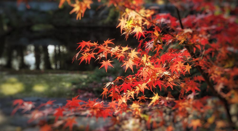 芳松庵の紅葉②