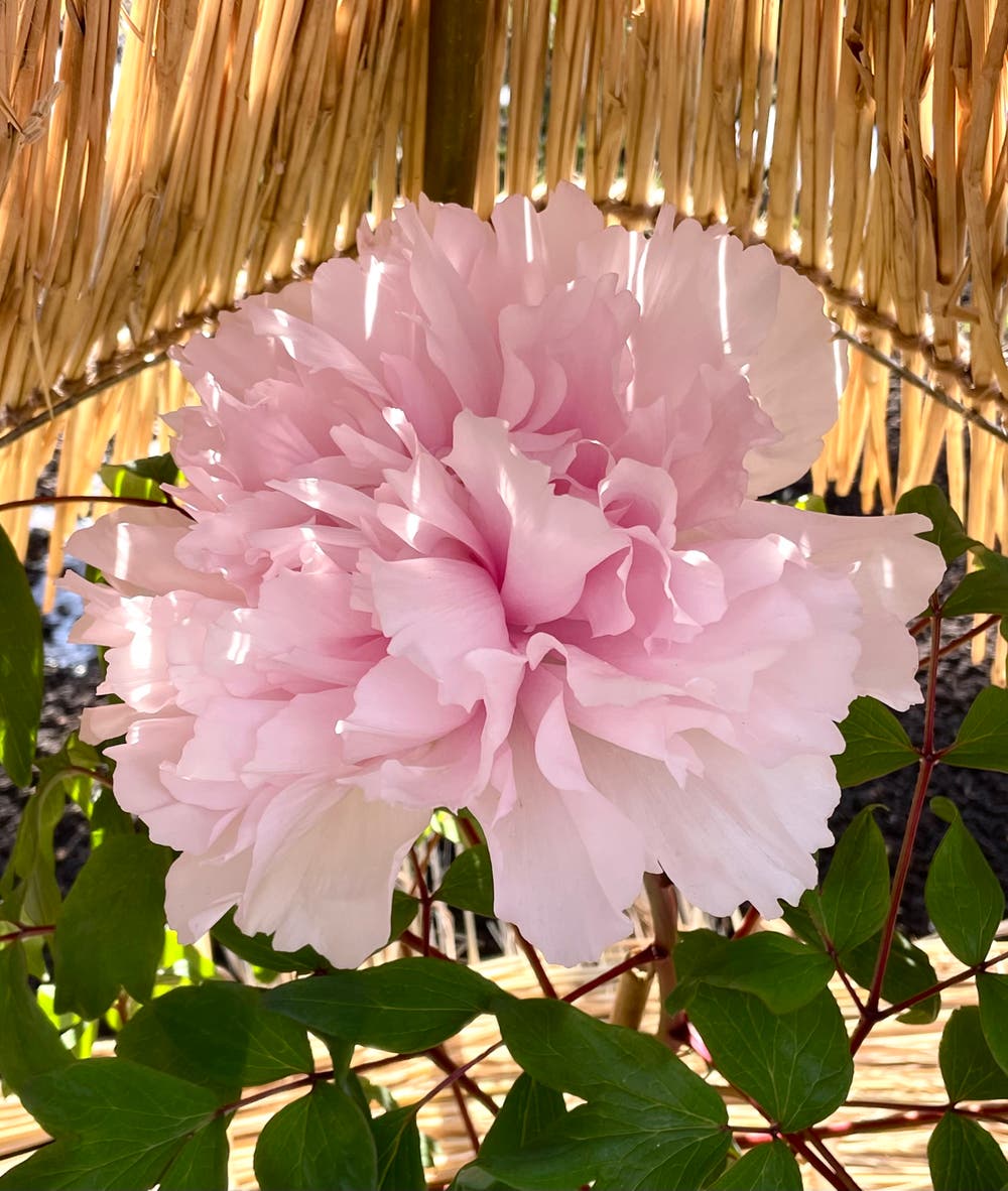 まっちゃんと歩けば VII …… 13088