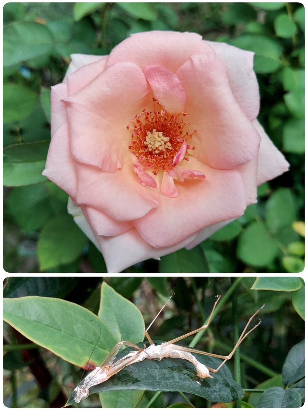 ⚠️閲覧注意⚠️下はカマキリの脱皮した殻です。苦手な方はこのまま画面をバックして下さい。
