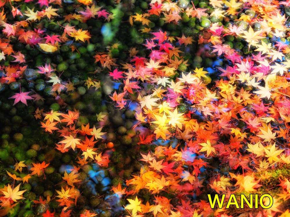 芳松庵の紅葉ex.