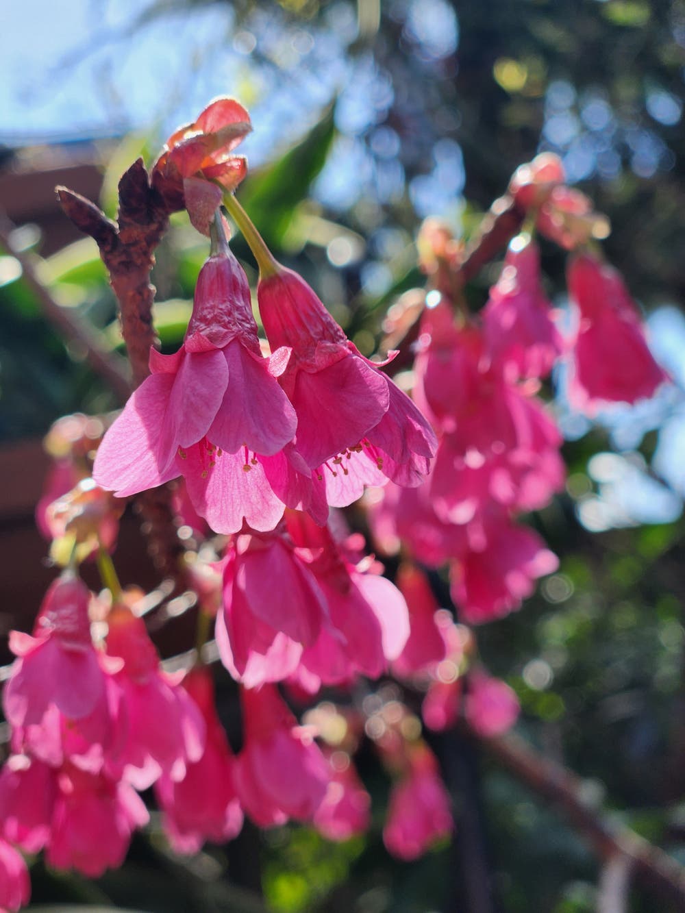 寒緋桜🌸
