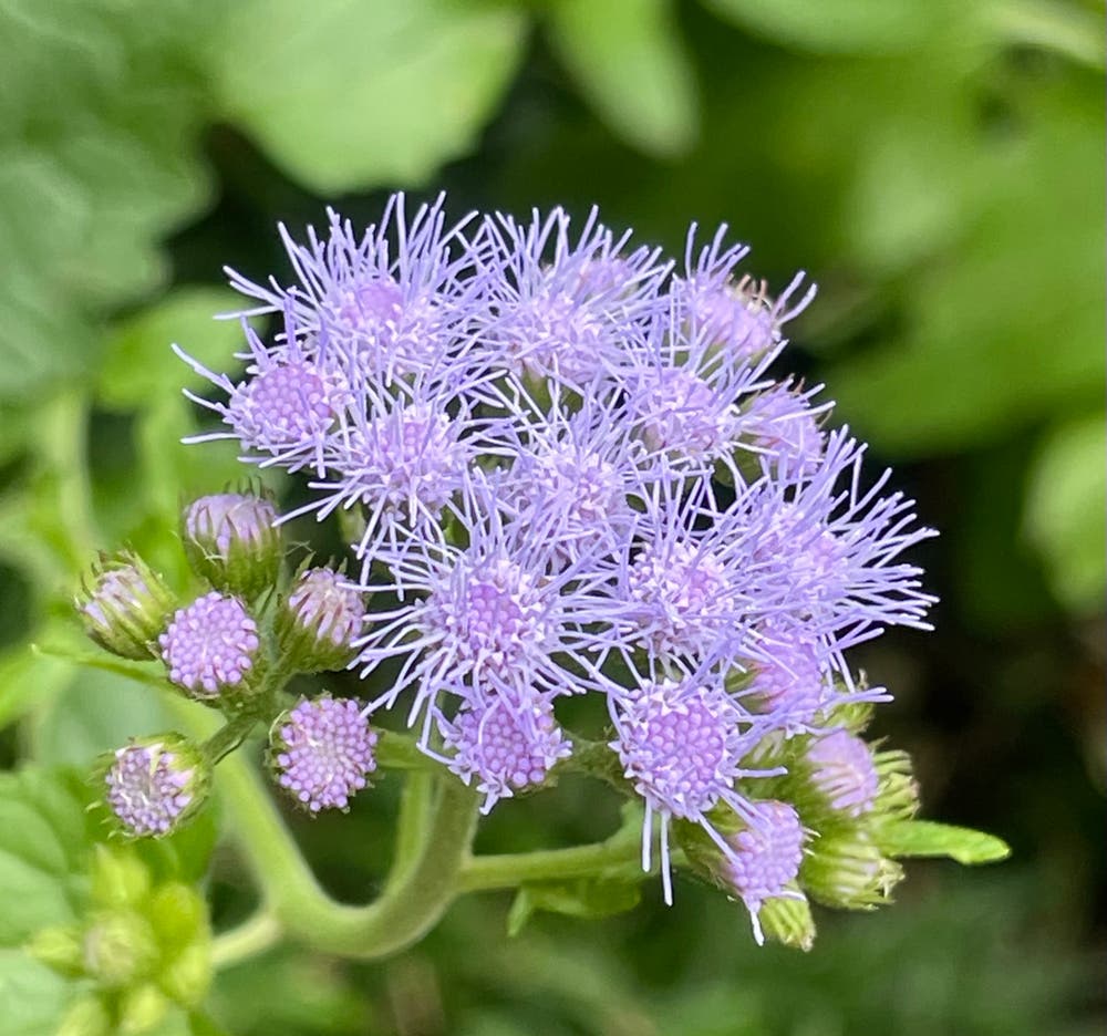 まっちゃんと歩けば VII …… 12923