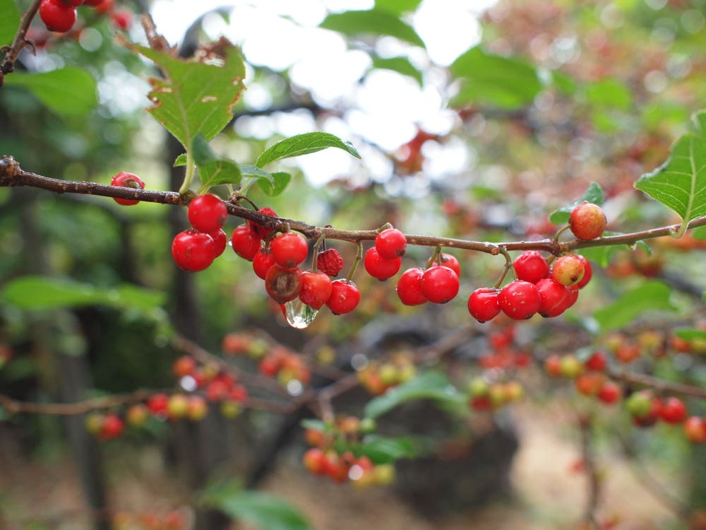 ウメモドキの実