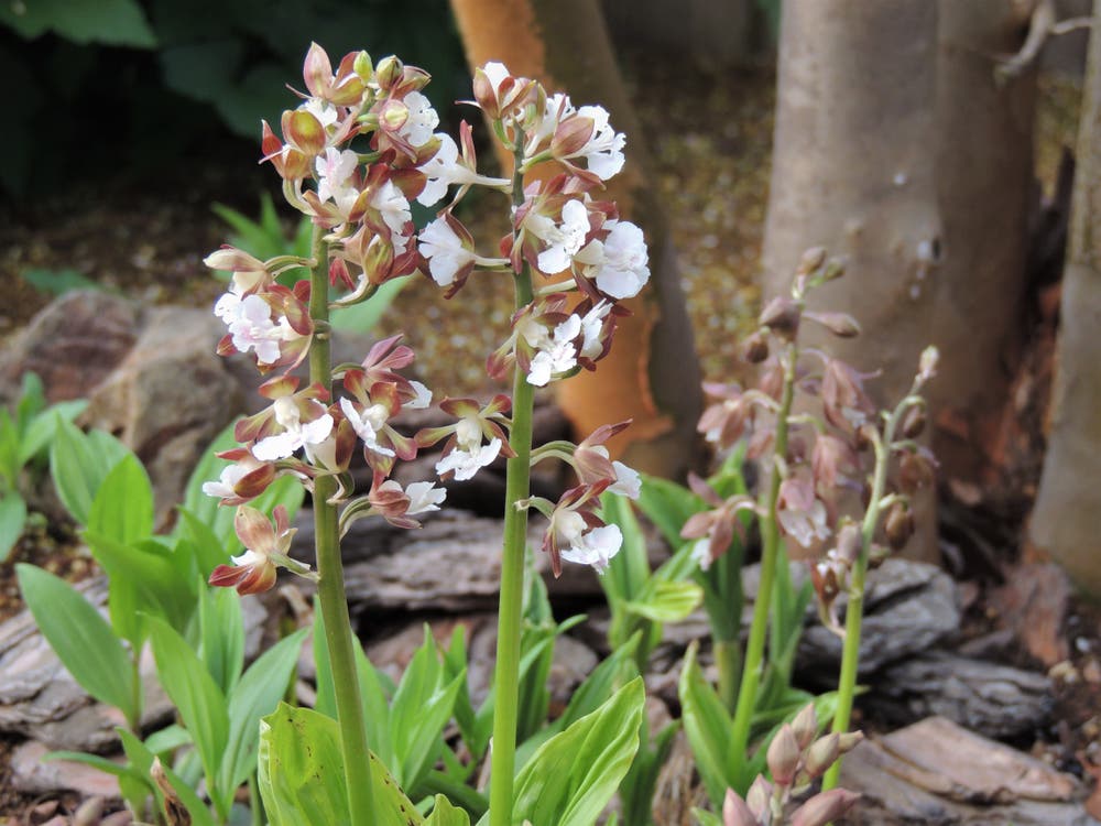花景色、花笑む