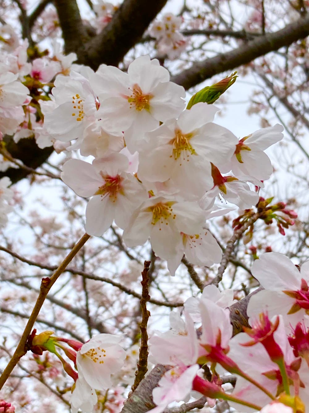 桜の下で