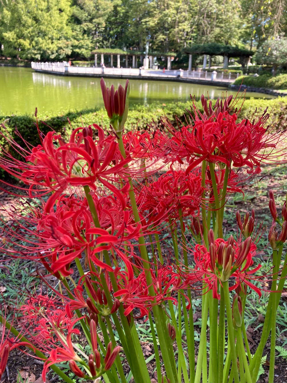 池のほとりの彼岸花