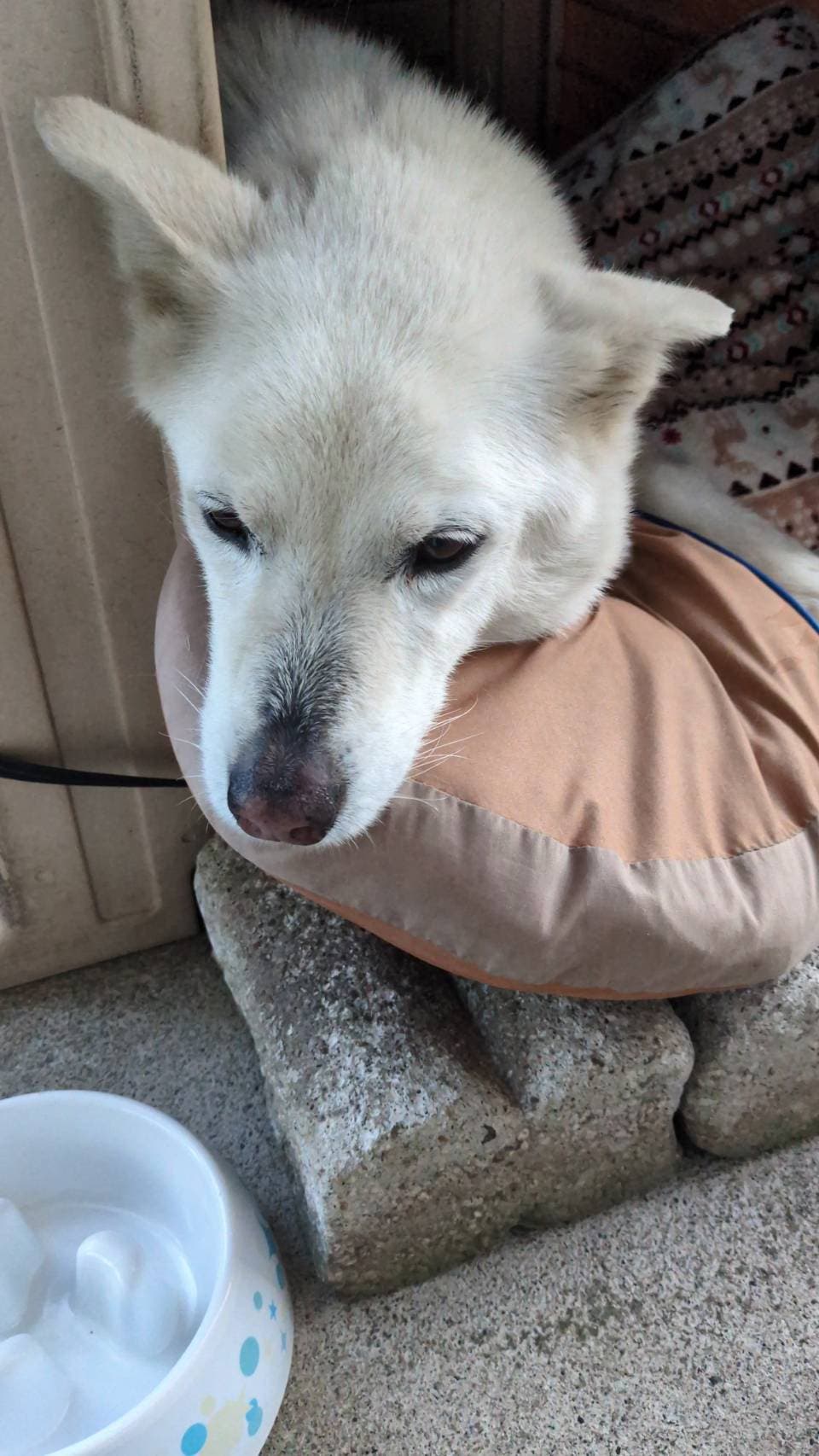 ハルちゃん🐶🤩