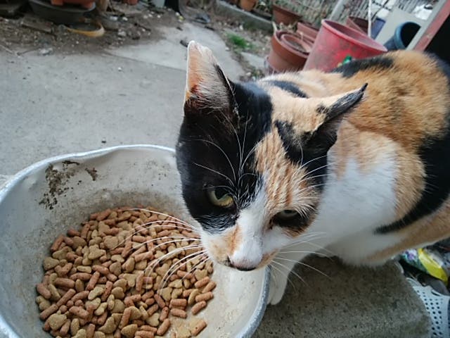 朝食中のミケ(ΦωΦ)