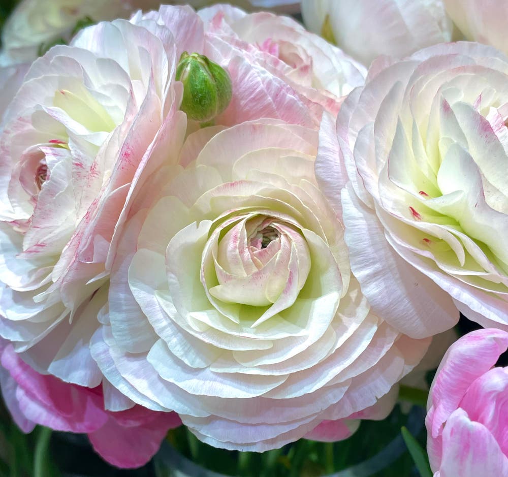 まっちゃんと歩けば VII …… 13092