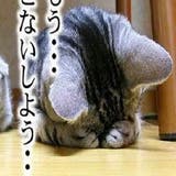 ドラゴンクエストモンスターズ１ ２ 配合表 グラファ 小説投稿エブリスタ