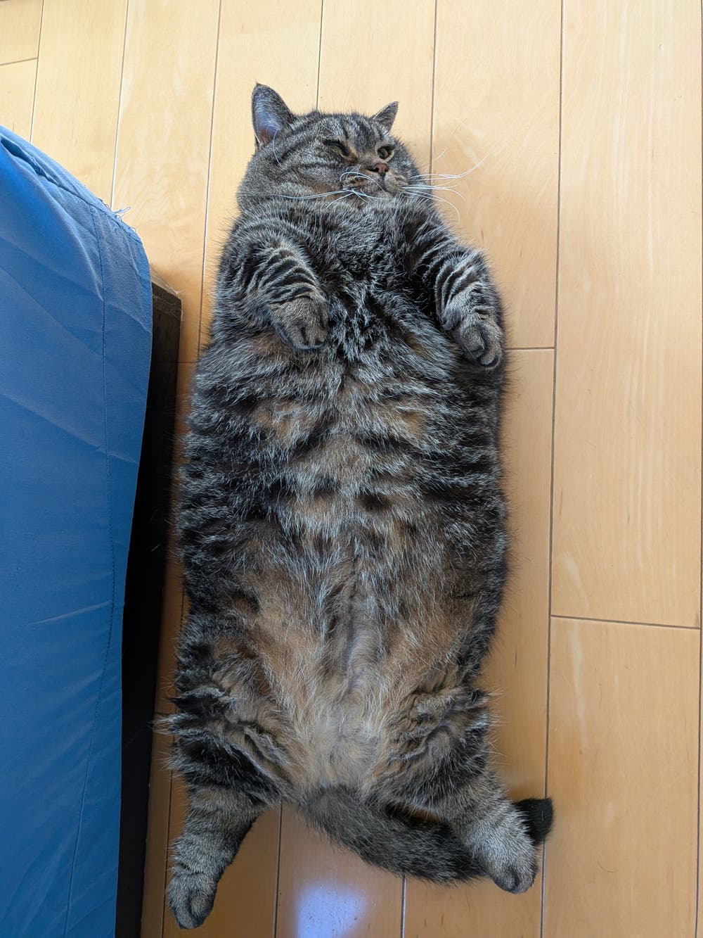 たま