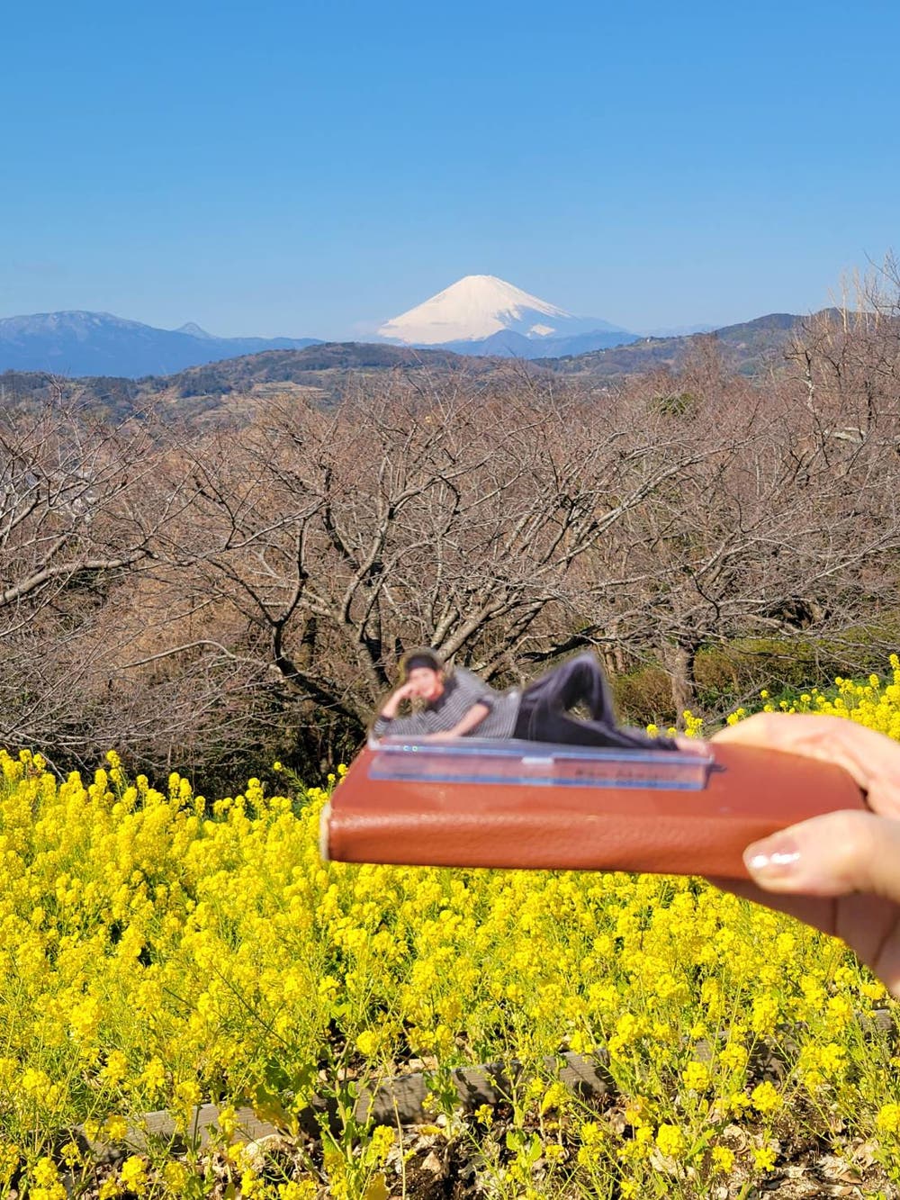 富士山菜の花畑☃️man.メメ君