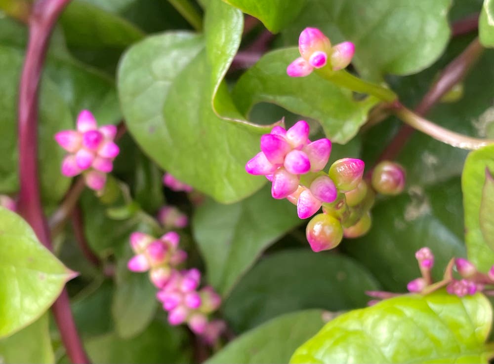 まっちゃんと歩けば VII …… 12991