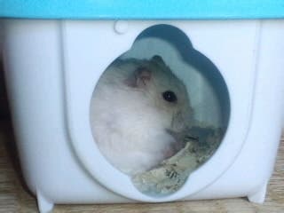 ❤マイペット❤