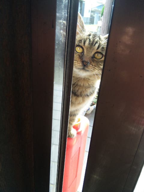 写真】あの～、開けてもらえますかね？隙間から覗くストーカー猫｜詠緋 
