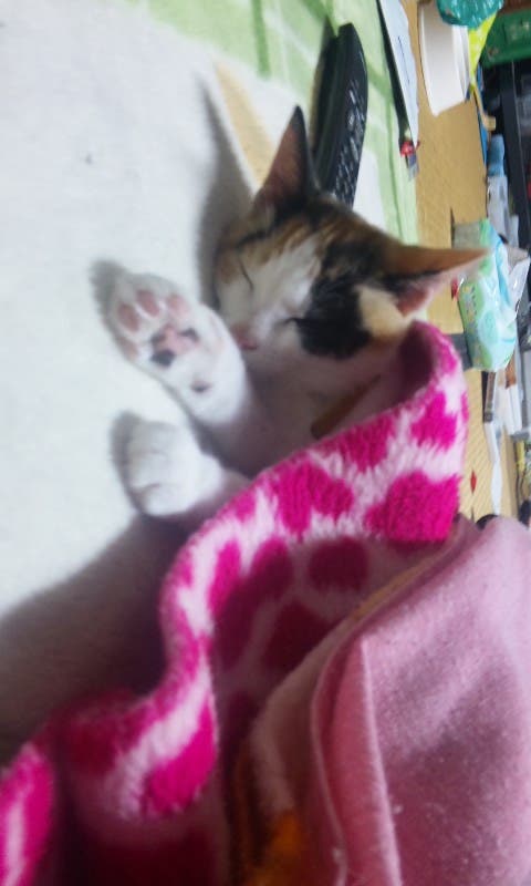 こたつがすっきゃねん