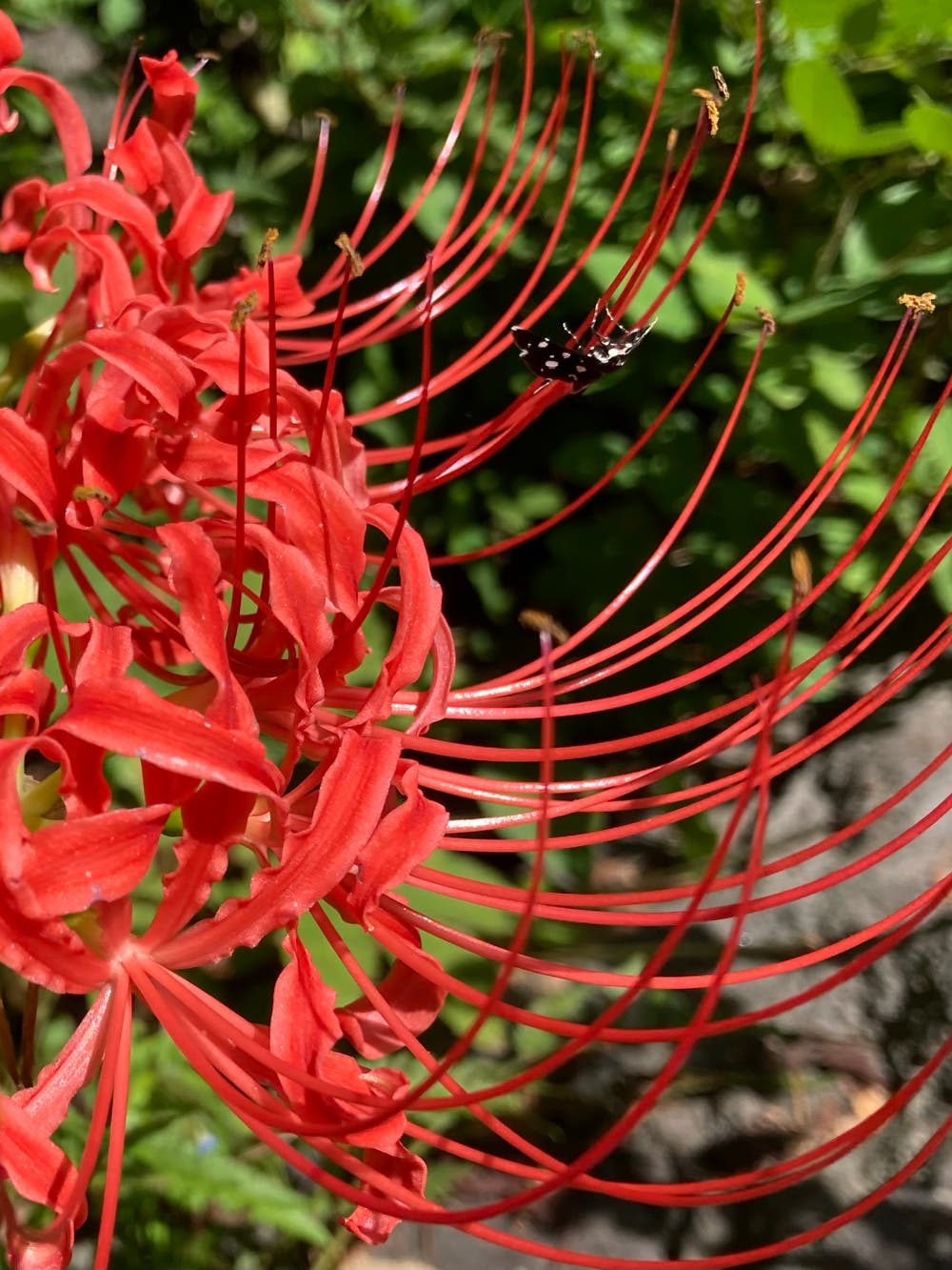 彼岸花とカミキリムシ