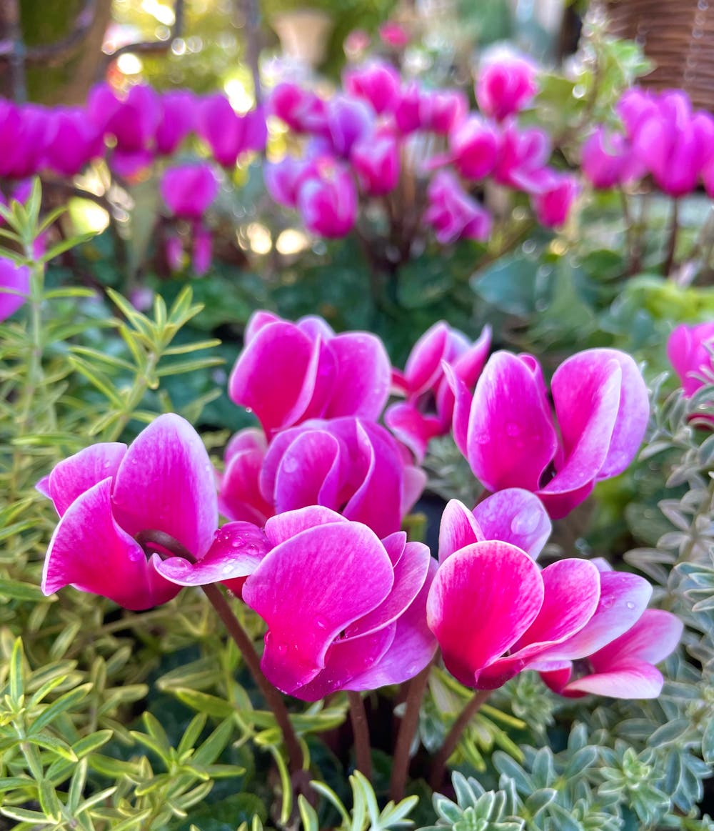 まっちゃんと歩けば VII …… 12989