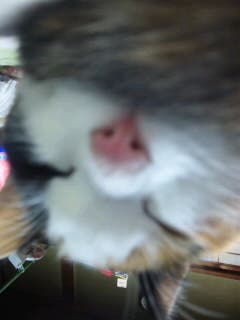 ぶっさいく