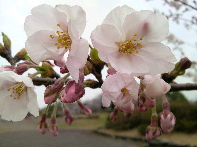 桜