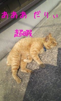 かったりぃ猫