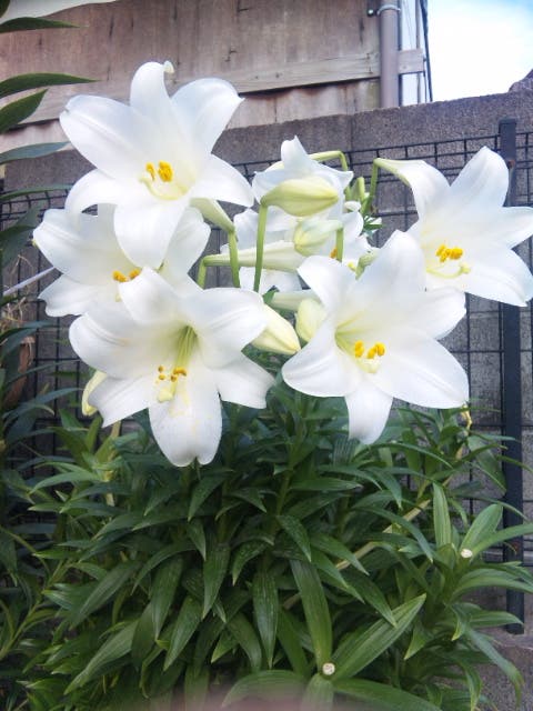 白い可憐なユリの花