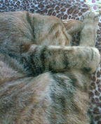 猫眠り