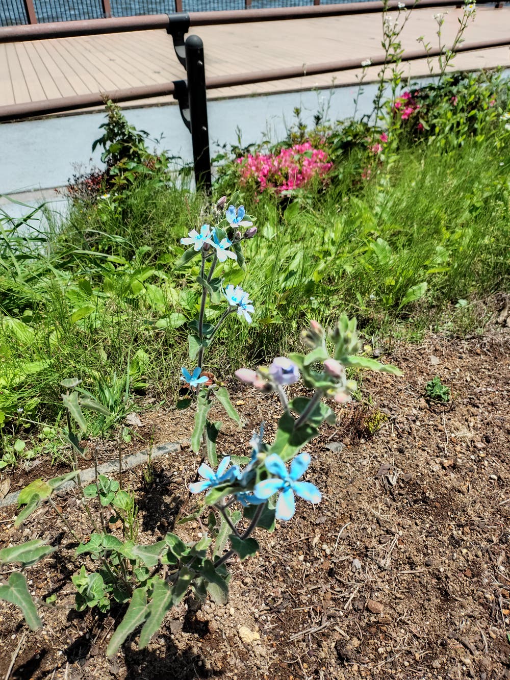 周辺の草花🌿