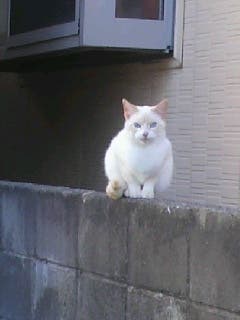 なんかもののけ姫にでてきそう