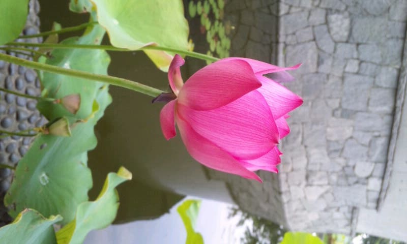 lotus.