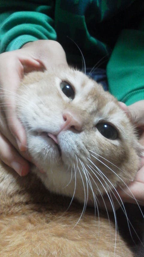 舌出しキャット