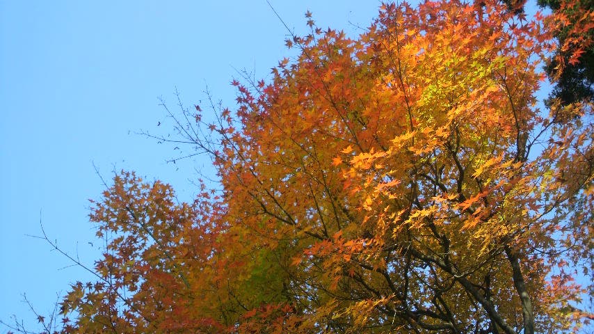 autumn tints