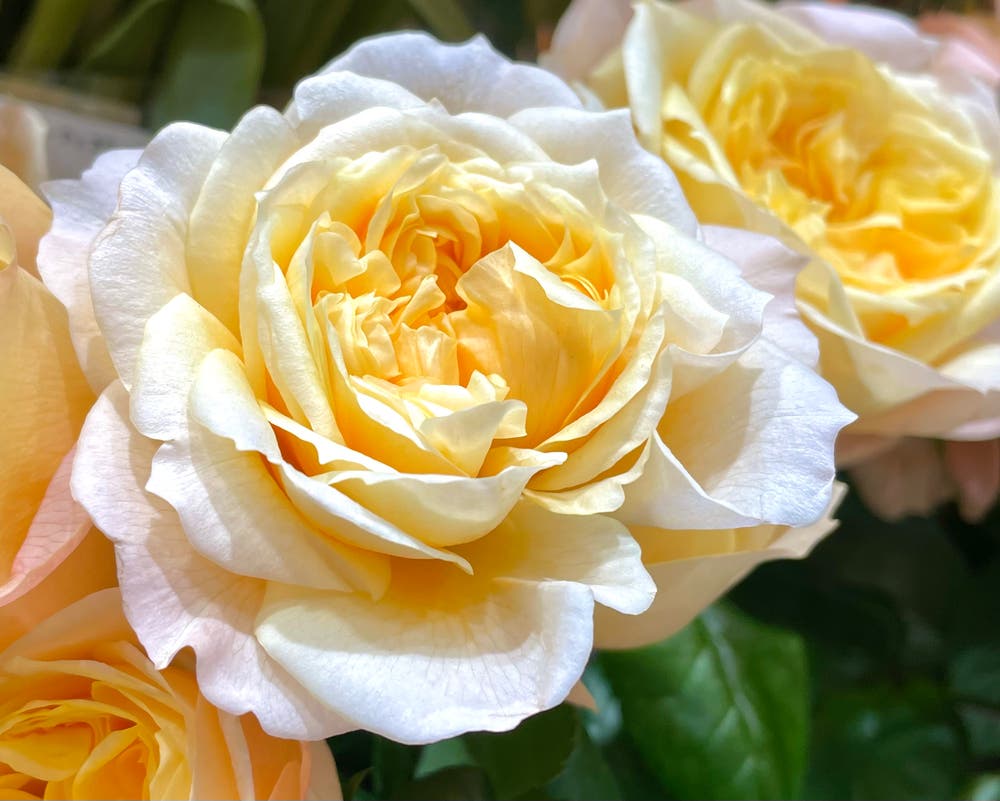 まっちゃんと歩けば VII …… 13094