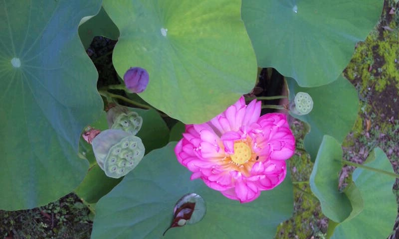 lotus.Ⅱ