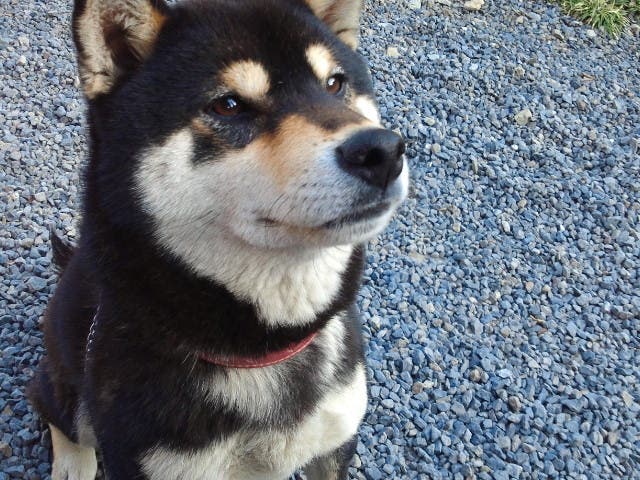 あたしんちの犬