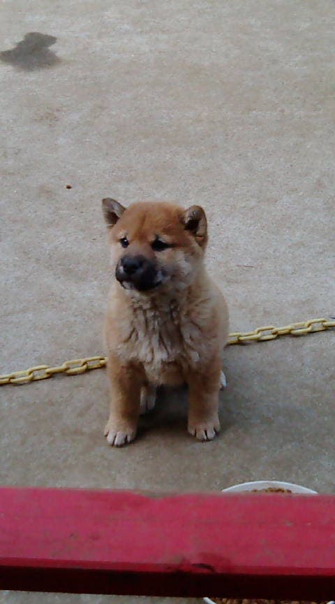 子犬🐶