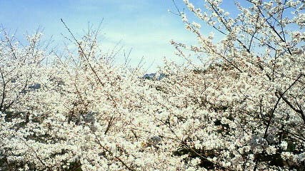 🌸桜目線🌸