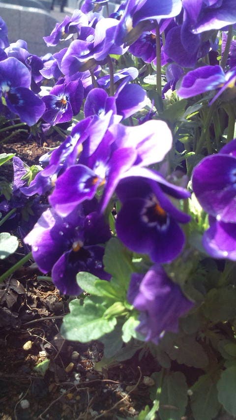 flower。