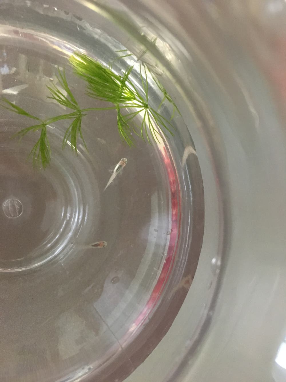 メダカの赤ちゃん