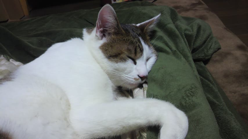 うちねこ