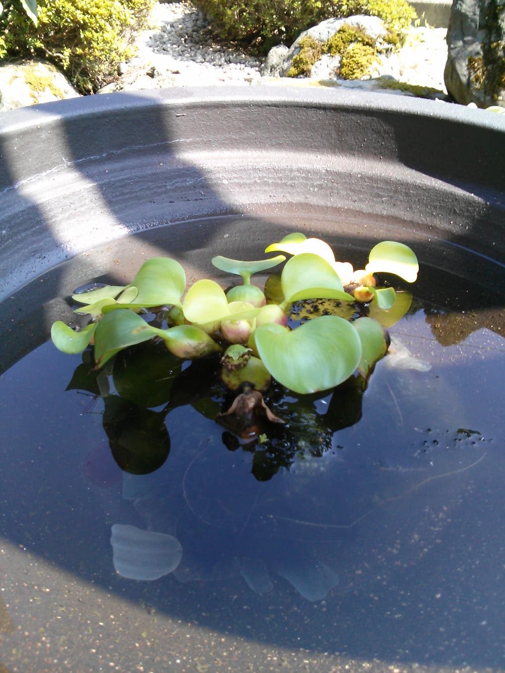 小さなオアシス