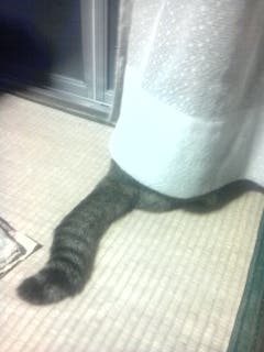 頭隠してしっぽ隠さず